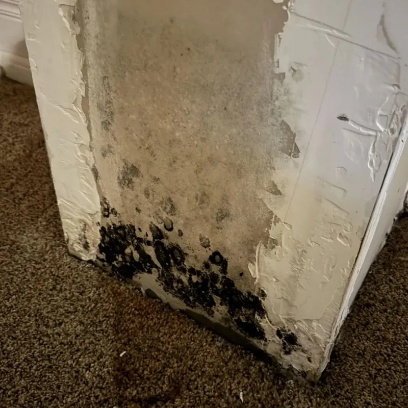 Professional Mold Removal in Chillicothe, OH